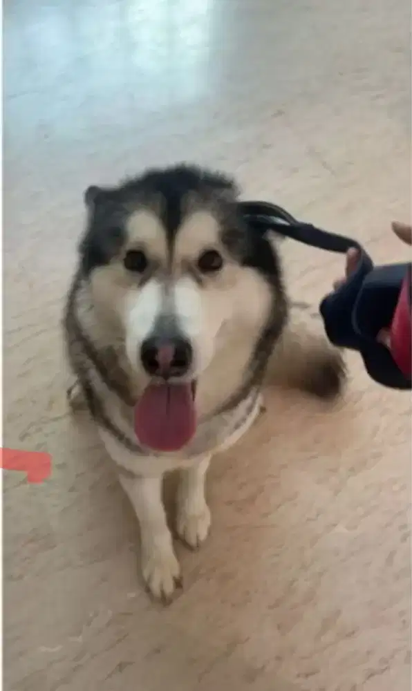 Alaskan malamute