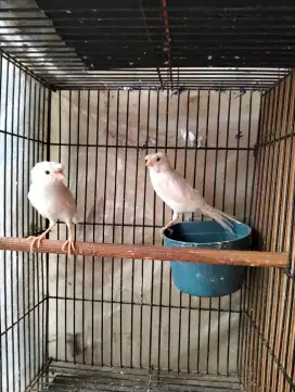 Kenari Jambul Putih Siap Produksi - Sepasang