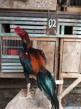 Ayam Bangkok muda