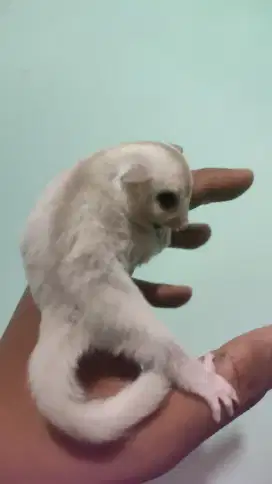 Sugar Glider Creamino