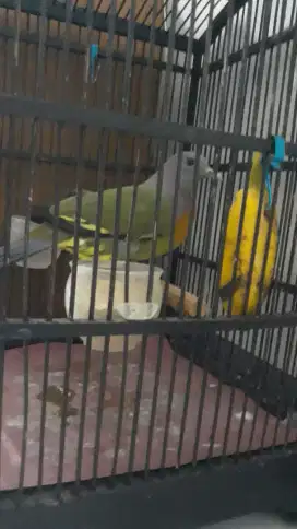 Green pigeon / punaii