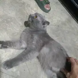 scottish fold jantan warna blue 9bln
