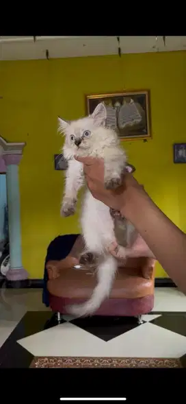 lepas adopsi persia 10 ekor