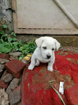 Pitbul / Fitbul jantan murah