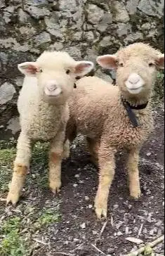 sepasang anakan cempe bibit domba merino superan 4 bln shaun the sheep