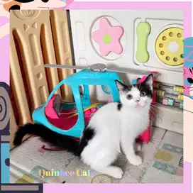 Kucing BSH x Peaknose Betina Black Bicolor hitam putih