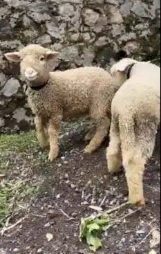 sepasang anakan cempe domba merino super 4 bln shaun the sheep rawatan