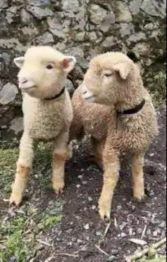 sepasang anakan cempe domba merino super 4 bln shaun the sheep rawatan