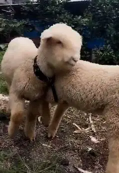 sepasang anakan cempe domba merino super 4 bln shaun the sheep rawatan