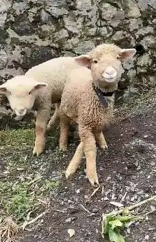 sepasang anakan bibit cempe domba merino super 4 bln shaun the sheep