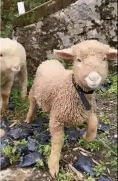 sepasang anakan bibit cempe domba merino super 4 bln shaun the sheep