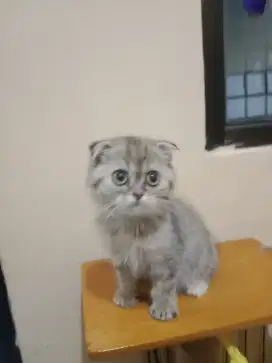 Kitten scotish fold