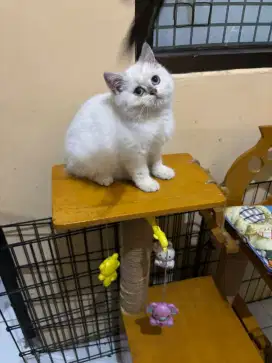 Kitten bsh gemoy