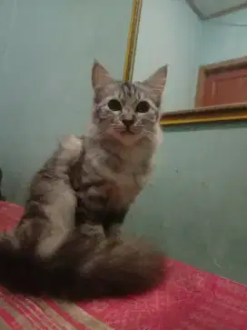 Jual kucing anggora silangan badannya tetap kecil