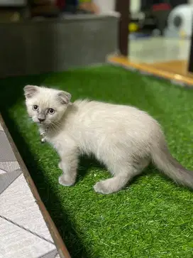 BSH Bluepoint Scottish Fold