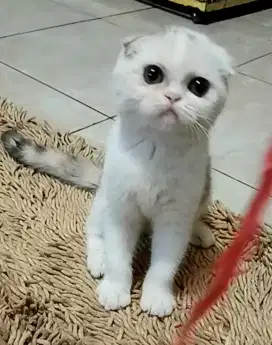 Kucing acottish fold betina, kucingpersia, kucingpeaknose