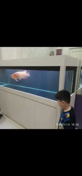Aquarium arwana