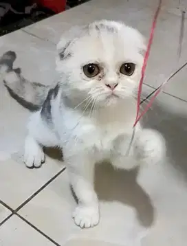 Kucing scotiish fold, persia. Mainecoon, peaknose