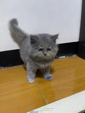 BSH Munchkin NS