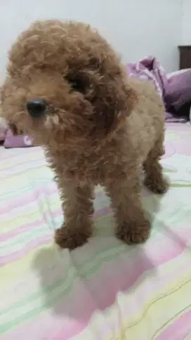 Anak toy poodle super kriting