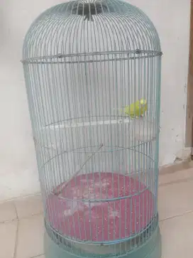 Parkit jantan warna cerah