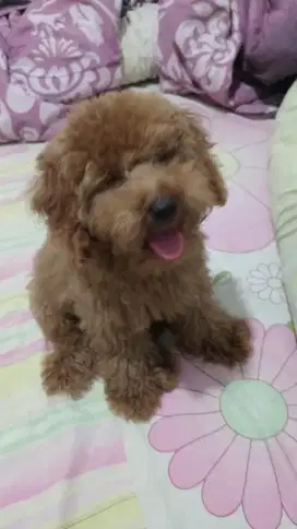 Anak toy poodle vaksin