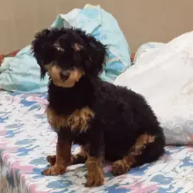 Anjing Phantom Poodle
