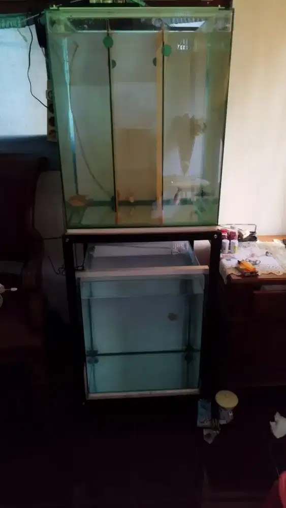 Aquarium akuarium tank progress louhan
