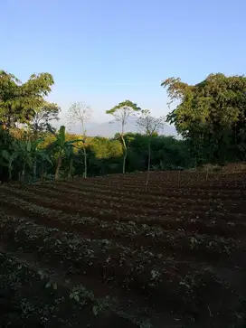 Kavling Murah Area Wisata Puncak