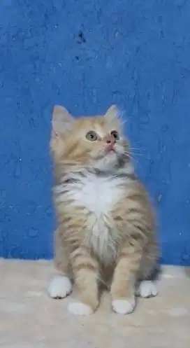 Kitten Betina Munchkin BSH ns