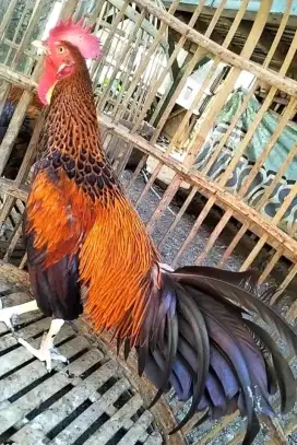 Ayam bekisar wiring kuning