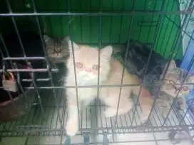 Pesek anakan persia