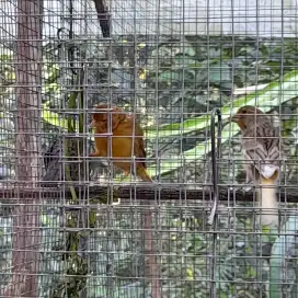 Burung kenari betina dua