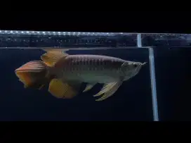 Arwana super red slayer kumpay ori kapuas 30cm mulus nominus