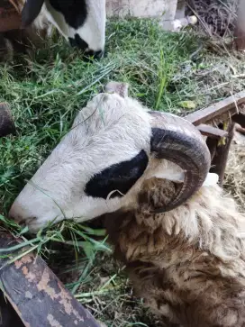 Kambing / Domba / Mendo untuk Aqiqoh atau Peliharaan