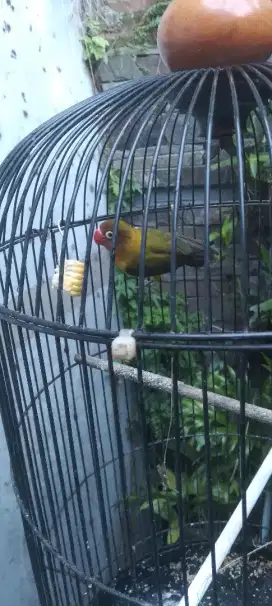 Dijual Lovebird OLIVE Jantan