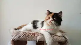 Lepas adopsi dengan mahar anak kucing Persia calico platnose
