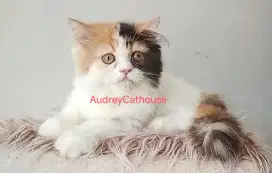 Lepas adopsi anak kucing Persia platnose