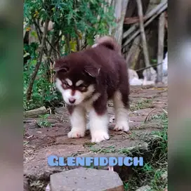 Anakan Alaskan malamute