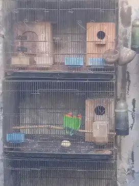 Lovebird Sepasang