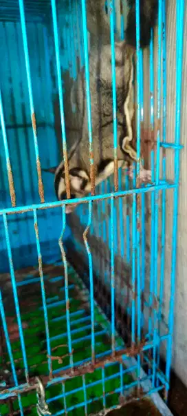 Sugar glider classic grey jantan