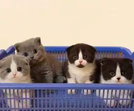Lepas adop Bsh SF / british short hair x scottish fold / scottish fold