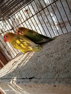 Sepasang lovebird produksi