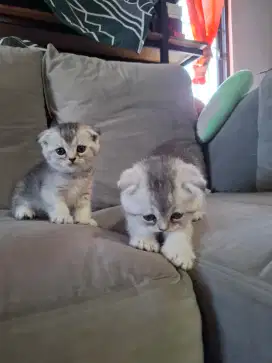 Kitten Scottish fold british BSH