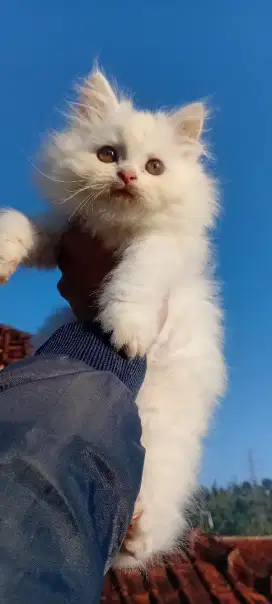Persia medium kitten bulu kapas