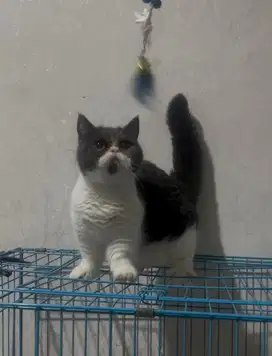 Munchkin Bsh Blue Bico Betina