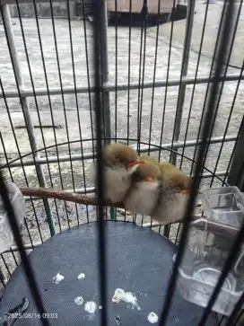 Perenjak bawah lolohan