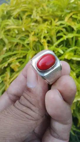 Batu marjan asli natural dari laut merah