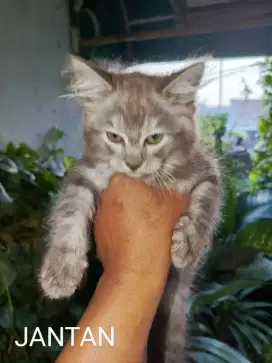 Anakan kucing anggora mix Himalaya