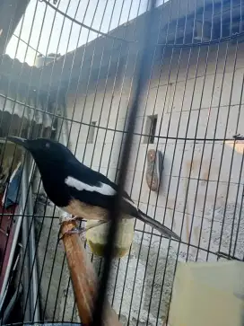 Kacer dada putih